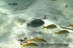 Doctorfish (Acanthurus chirurgus)